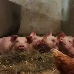 Haus Hagspiel *