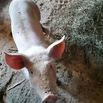 Haus Hagspiel Agroturismo Hittisau