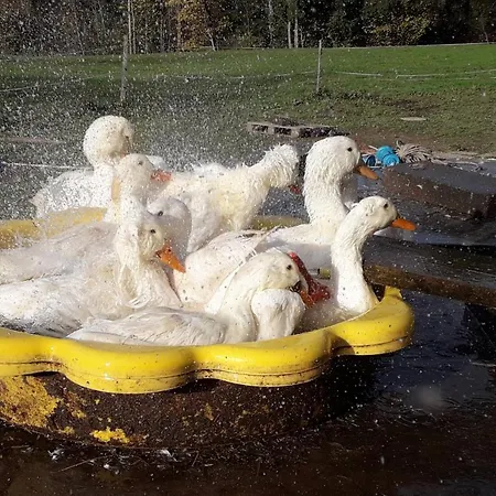 Vakantieboerderij Haus Hagspiel