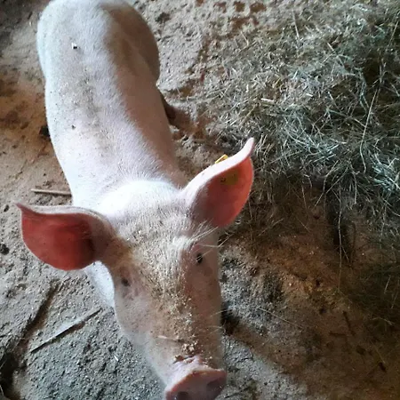 Haus Hagspiel Κατάλυμα σε φάρμα Hittisau